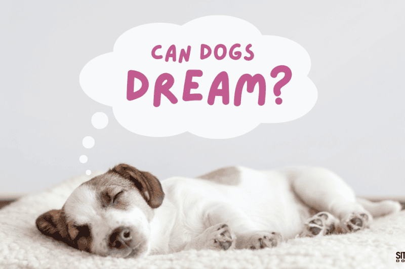 Can Dogs Dream?