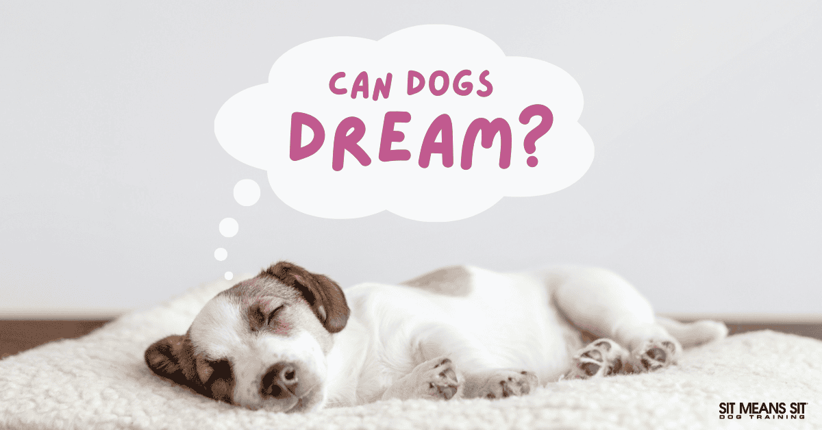 Can Dogs Dream?