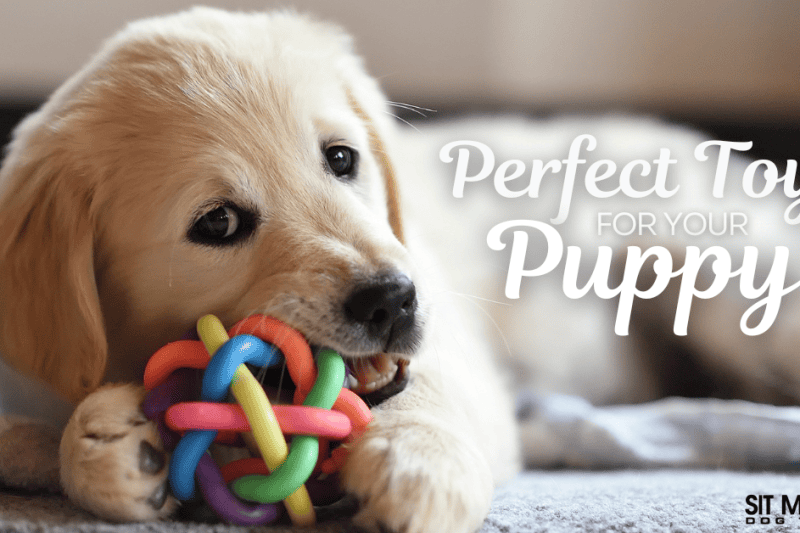 Choosing the Perfect Toys for Your Puppy