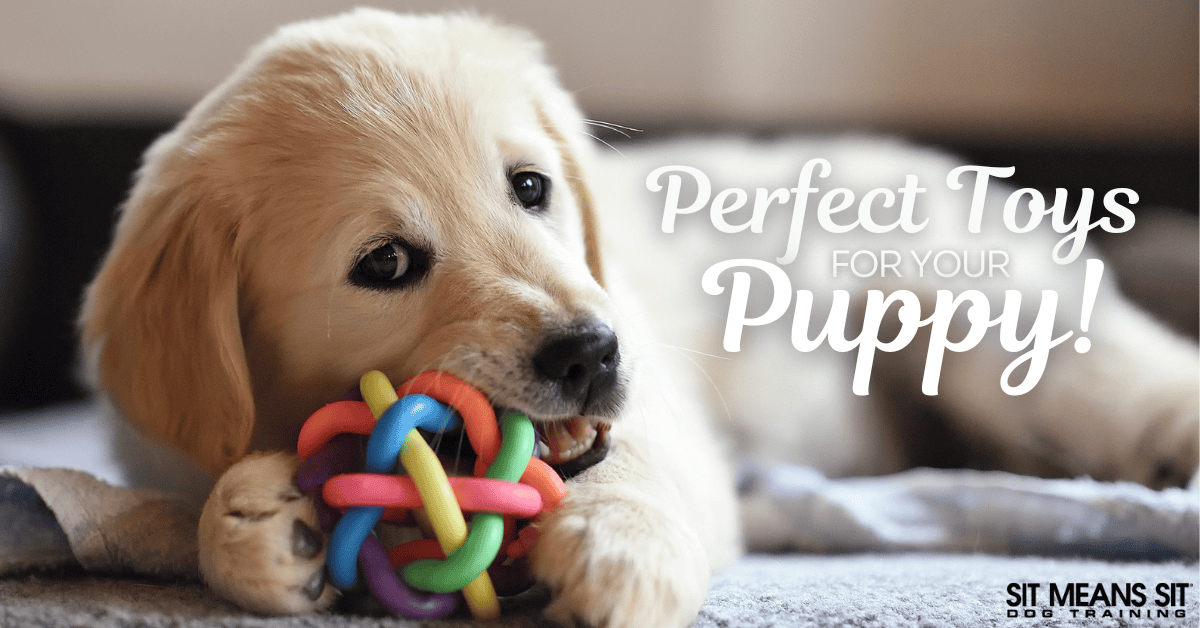 Choosing the Perfect Toys for Your Puppy