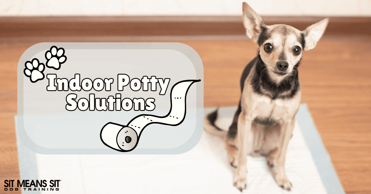 Convenient Indoor Potty Solutions for Dogs