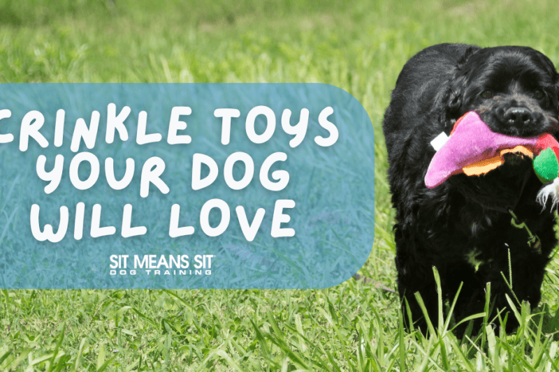 Crinkle Toys Your Dog Will Love