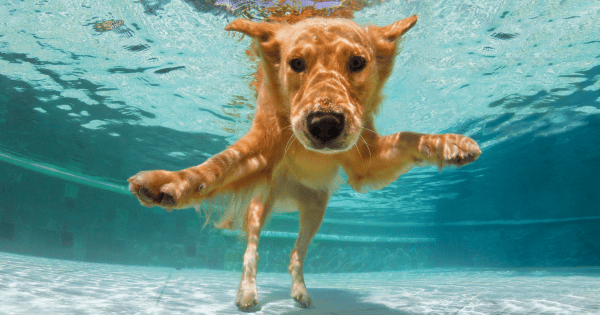 Pool Safety Tips Every Dog Owner Should Know