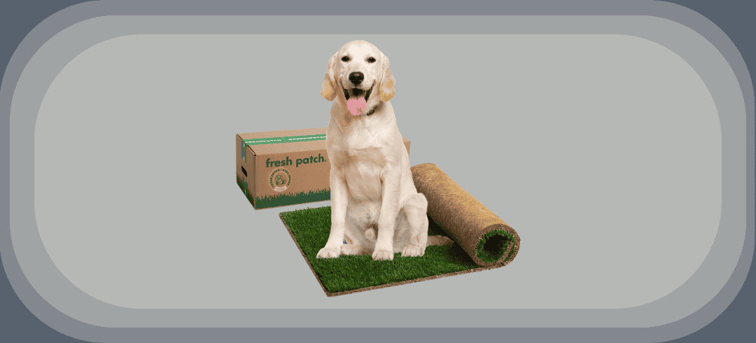 Convenient Indoor Potty Solutions for Dogs