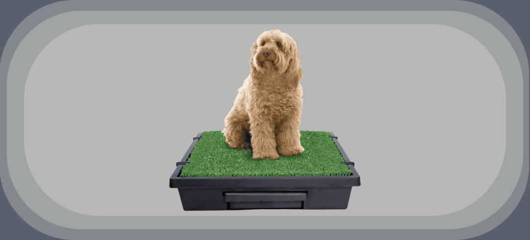 Convenient Indoor Potty Solutions for Dogs