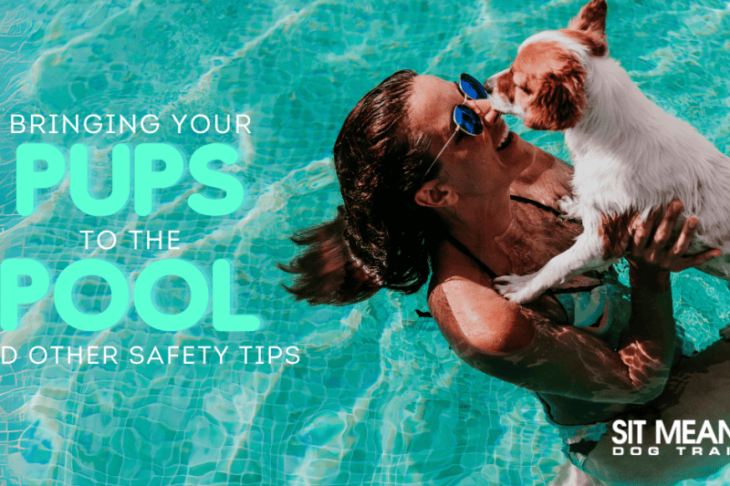 Pool Safety Tips Every Dog Owner Should Know