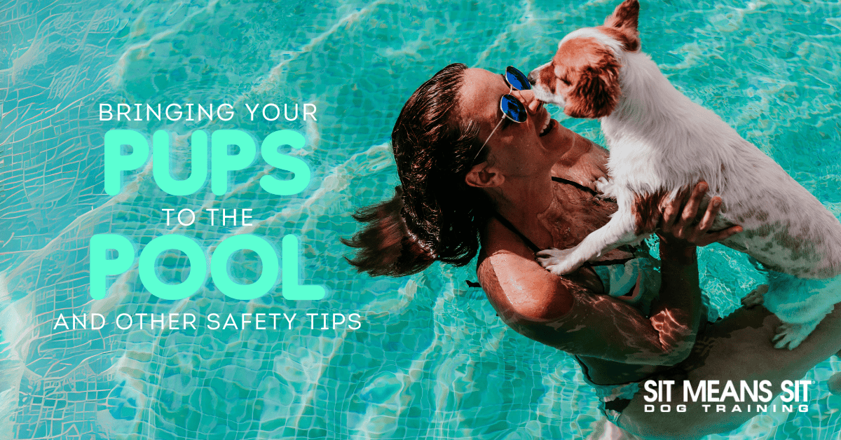 Pool Safety Tips Every Dog Owner Should Know