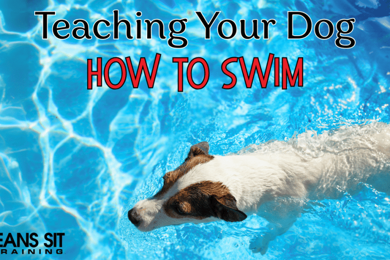 Teaching Fido How to Swim: A Step-By-Step Guide