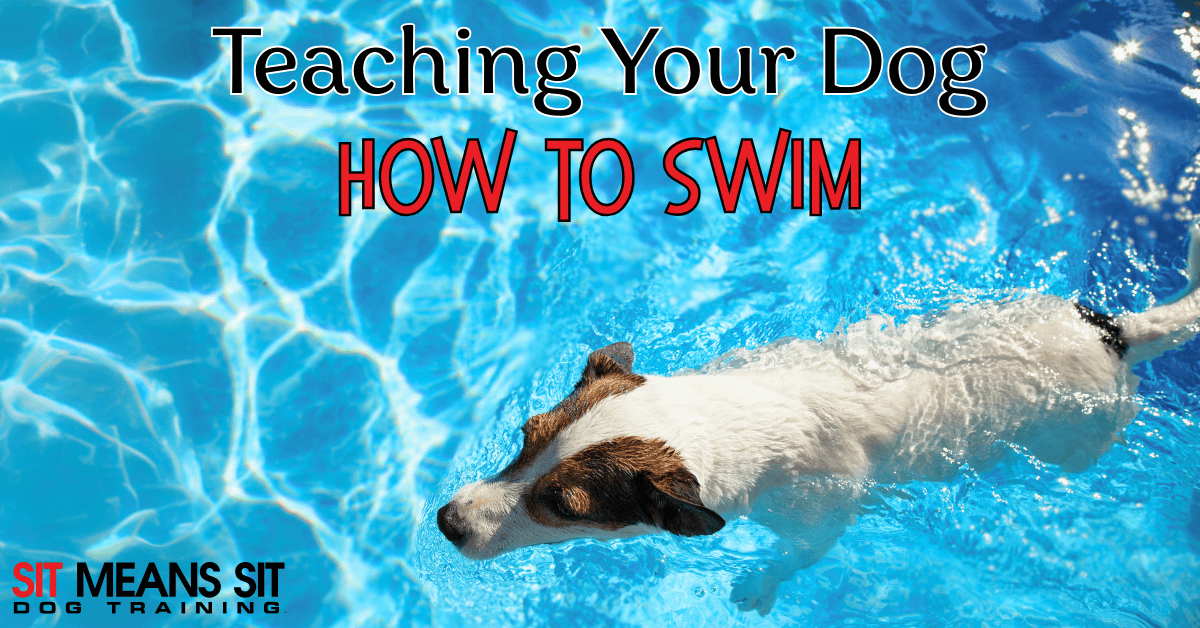 Teaching Fido How to Swim: A Step-By-Step Guide