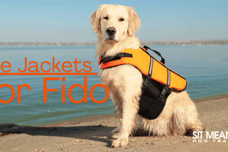 The Best Life Jackets for Swimming with Fido