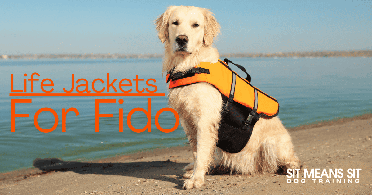 The Best Life Jackets for Swimming with Fido