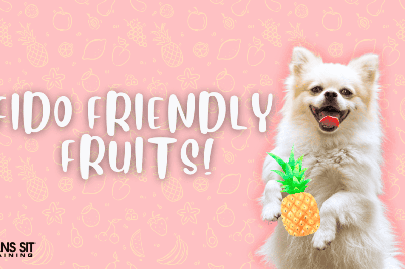 These Fruits are Safe to Feed Fido