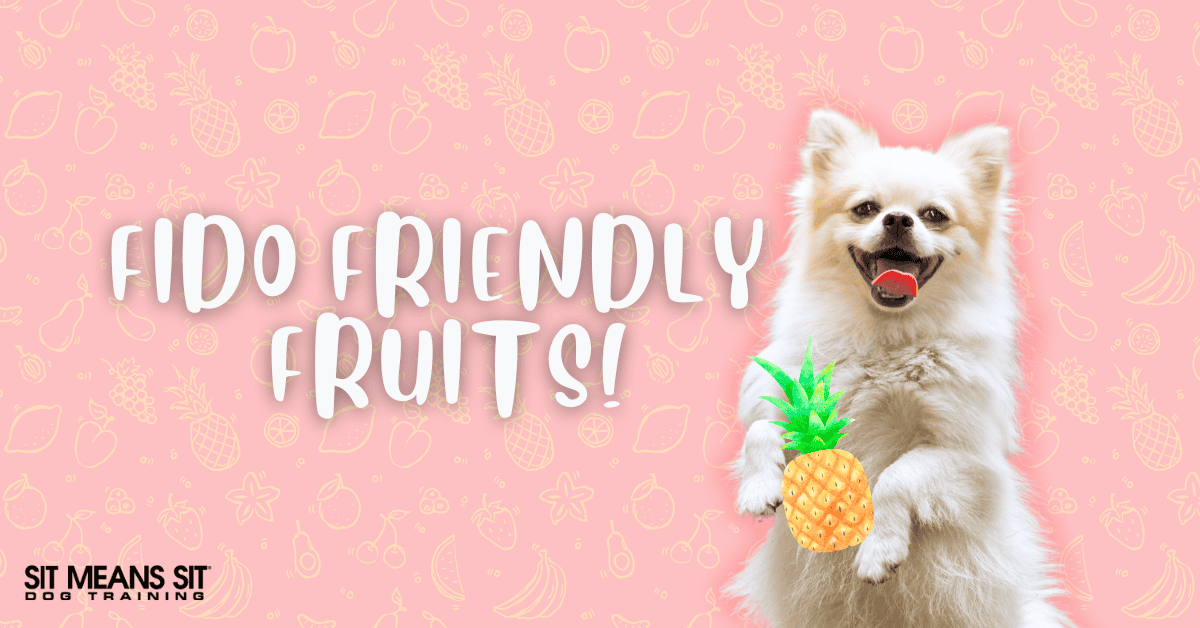 These Fruits are Safe to Feed Fido