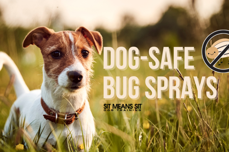 Top Bug Sprays That Are Safe for Dogs