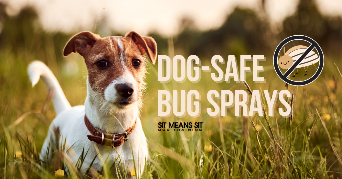 Top Bug Sprays That Are Safe for Dogs