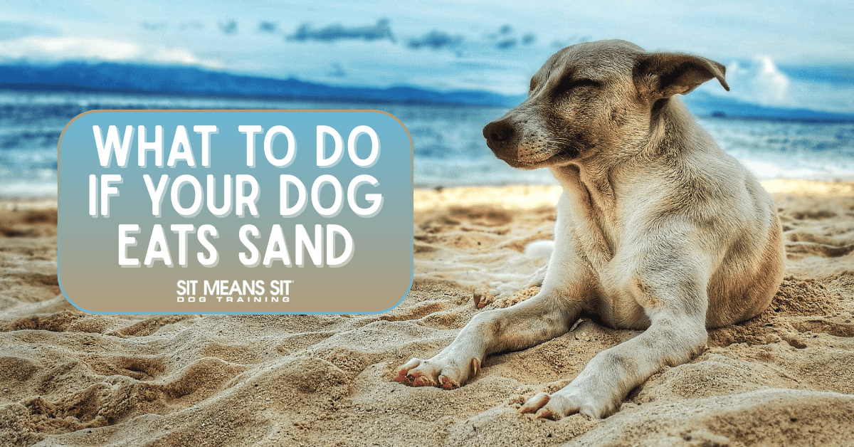 What to Do if Your Dog Eats Sand