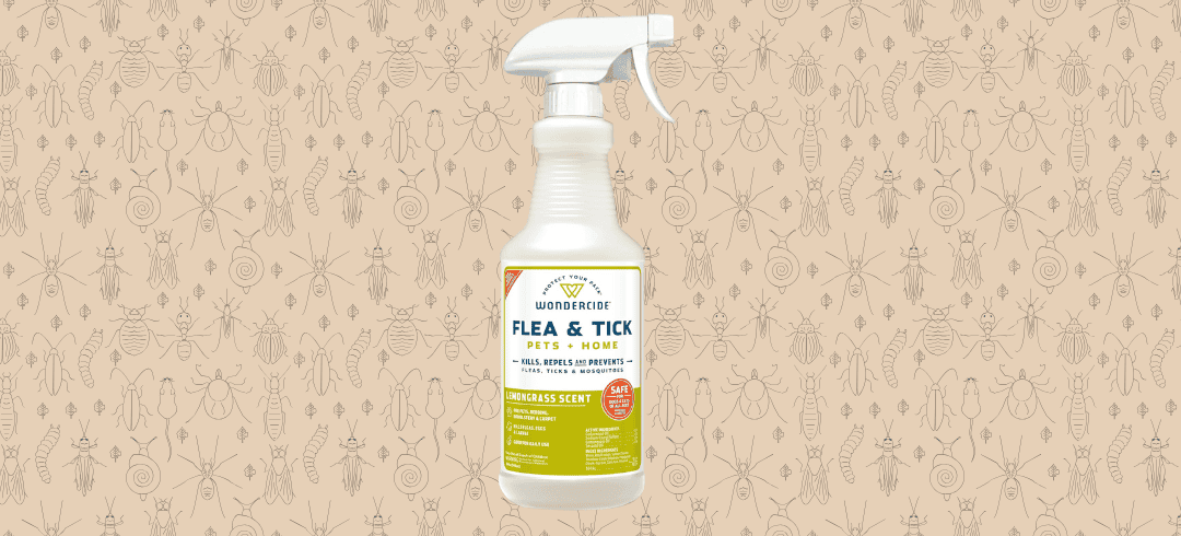 Top Bug Sprays That Are Safe for Dogs