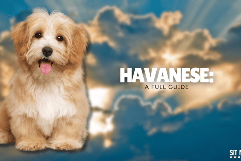 Your Full Guide on the Havanese Dog Breed