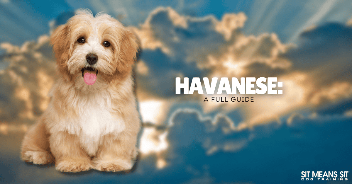 Your Full Guide on the Havanese Dog Breed